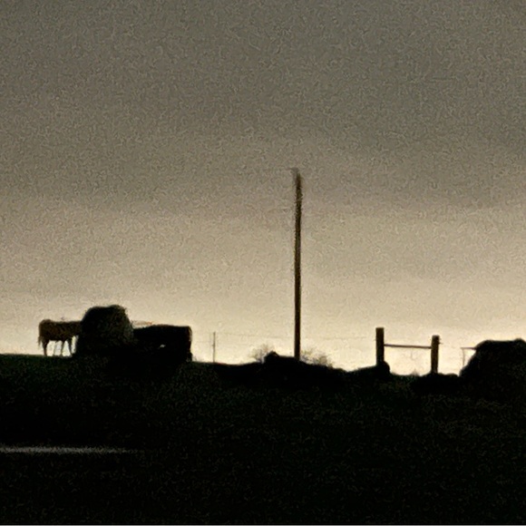 Meet your Posher, Tobi - Picture 7 of 14